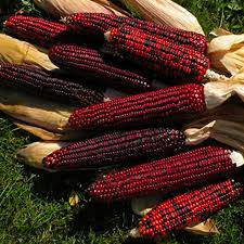 Bloody Butcher Corn (Zea mays) Heirloom Red Kernels — 100–120 Days, 10–12 ft Tall, Dual-Purpose