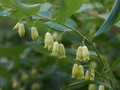 Solomon's Seal Polygonatum biflorum Bare Root Perennials, 5 Plants