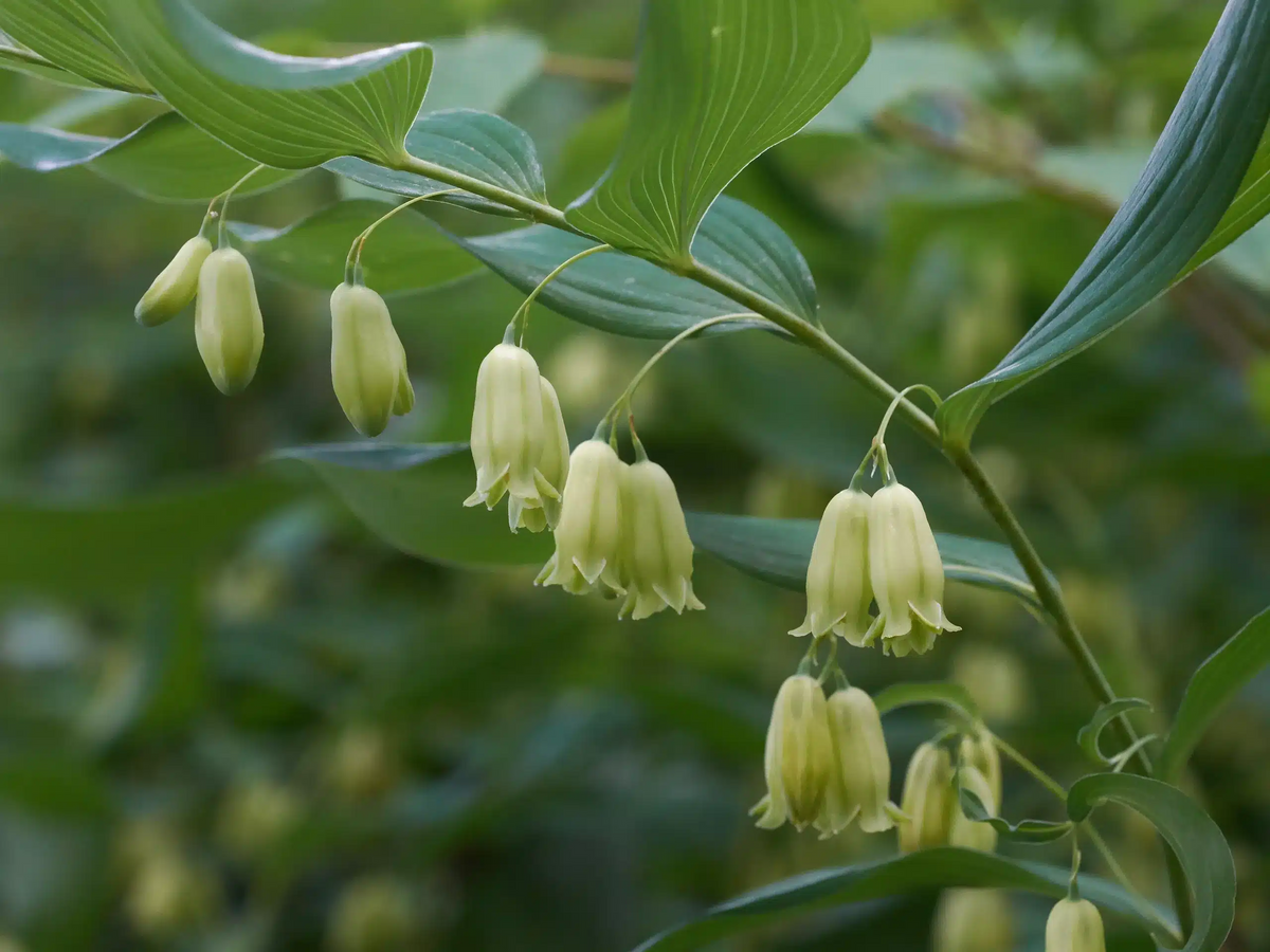 Solomon's Seal Polygonatum biflorum Bare Root Perennials, 5 Plants