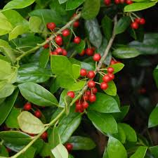 Ilex Cornuta (Chinese Holly) Seeds - 500 mg for Hedging & Wildlife | Evergreen Shrub