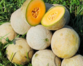 Edisto 47 Cantaloupe Seeds - Heirloom, Non-GMO, Disease-Resistant 3-5 lb Melon (Cucumis melo)