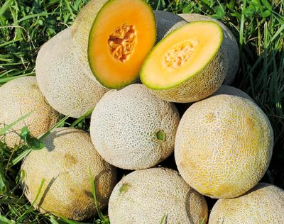 Edisto 47 Cantaloupe Seeds - Heirloom, Non-GMO, Disease-Resistant 3-5 lb Melon (Cucumis melo)