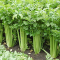 Giant Golden Pascal Celery Seeds - Non-GMO, 125 Days, Zones 2-10