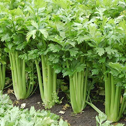 Giant Golden Pascal Celery Seeds - Non-GMO, 125 Days, Zones 2-10