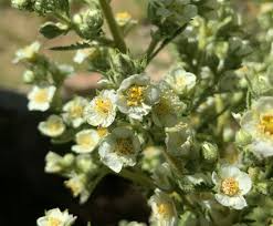Desert Sweet Fern Bush Seeds (C. millefolium) - 20 Seeds for Native Hedge, Drought Tolerant
