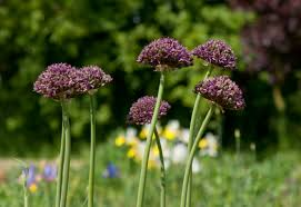 Allium Atropurpureum Bulbs - 6 Dark Purple Garlic Bulbs (Edible & Ornamental) - Pollinator Attractor, Zones 4-8