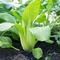 350 Pak Choi Bok Choi Taisai Seeds - Brassica rapa | Heirloom Asian Green