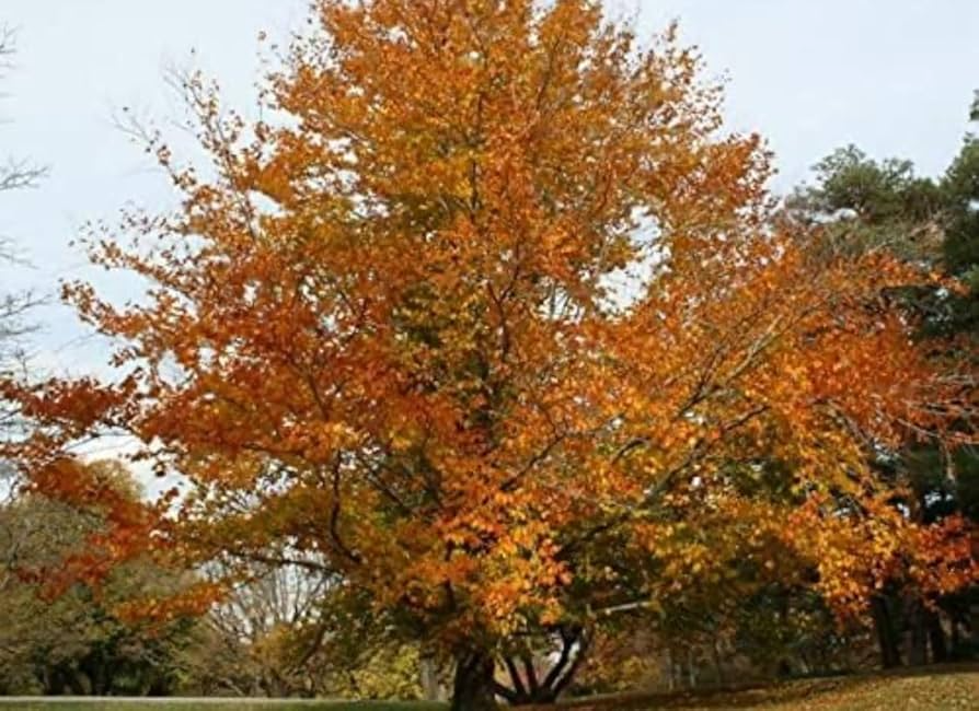 American Beech Tree Fagus grandifolia - 1-2 ft Bare Root Live Plant (Zones 3-9)