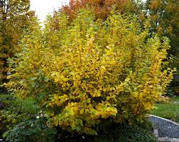 Hamamelis virginiana Witch Hazel Shrub – 10-12" Bare Root Plant, Zones 3-8, Fragrant Yellow Blooms