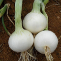 White Sweet Spanish Onion (Allium cepa) - 200 Seeds, Large Mild Bulbs for Cooking