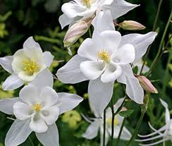 Crystal Star Columbine Seeds - Aquilegia caerulea, White, 24-32" - Non-GMO, Zones 3-9