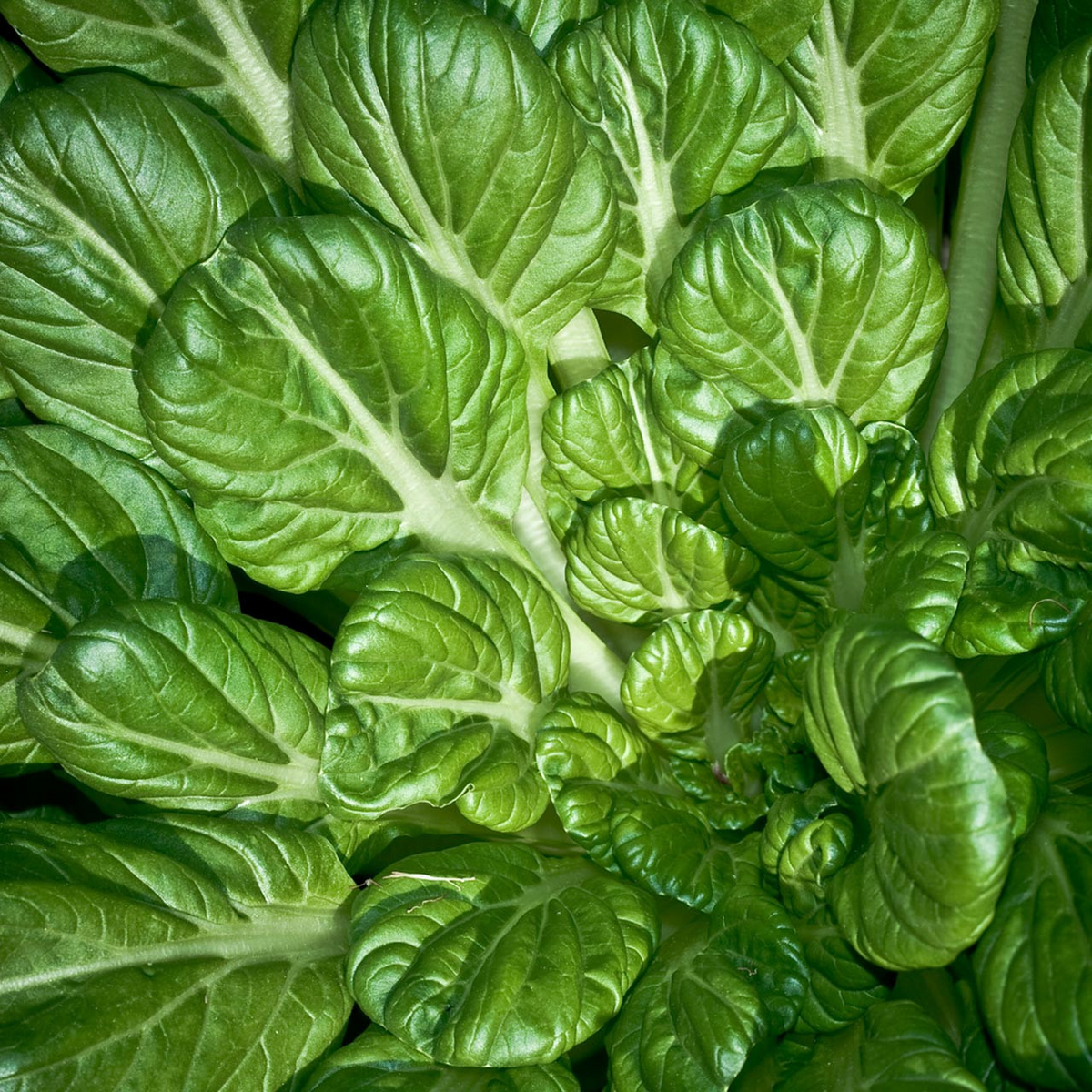 Pak Choi Tatsoi Seeds (500mg) - Heirloom Brassica rapa var. narinosa
