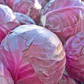 Cabbage Red Acre Seeds - Brassica oleracea | Heirloom, Compact Red Heads
