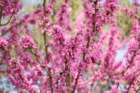 Cercis chinensis (Chinese Redbud) - 10 Seeds for Planting