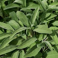 Broadleaf Sage Seeds | Salvia officinalis - Heirloom, Non-GMO, Perennial, 150 Seeds
