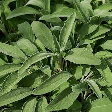 Broadleaf Sage Seeds | Salvia officinalis - Heirloom, Non-GMO, Perennial, 150 Seeds
