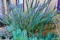 Rosemary Cuttings - Lot of 2 Live Rooted Bare-Root Cuttings (5-8"); Salvia rosmarinus)