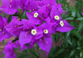Bougainvillea Violet Starter Plant - Well-Rooted, Easy to Grow, 1 Plant