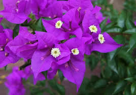 Bougainvillea Violet Starter Plant - Well-Rooted, Easy to Grow, 1 Plant