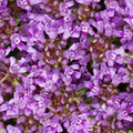 Creeping Thyme Seeds - 1,000 Non-GMO Thymus serpyllum, Dwarf 6" Groundcover, Full Sun
