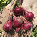 Southport Red Globe Onion Seeds (Allium cepa) - 250 mg | Heirloom Red Onion Seeds for Planting