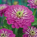 Purple Prince Zinnia (Zinnia elegans) – Deep Purple, 30–40 in, Full Sun, Annual