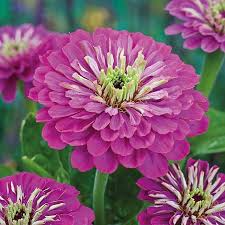 Purple Prince Zinnia (Zinnia elegans) – Deep Purple, 30–40 in, Full Sun, Annual