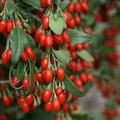 Goji Berry Unrooted Cuttings - Lycium barbarum, 10 x 7.5" Cuttings for Propagation