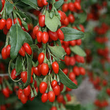 Goji Berry Unrooted Cuttings - Lycium barbarum, 10 x 7.5" Cuttings for Propagation