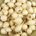 White Onion Sets White Ebenezer – 8 oz (40-60 Bulbs) Non-GMO, Fully Grown Starter Plant