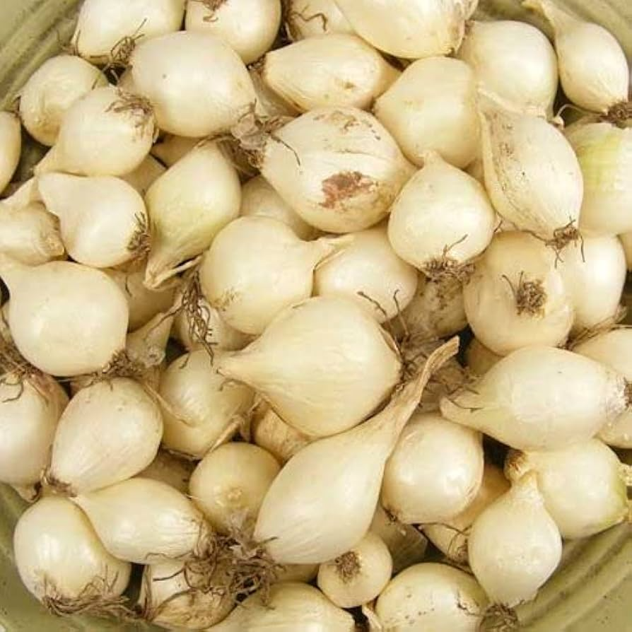 White Onion Sets White Ebenezer – 8 oz (40-60 Bulbs) Non-GMO, Fully Grown Starter Plant