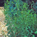 Russian Tarragon Seeds - Heirloom, Non-GMO | Artemisia dracunculoides | Zones 3-9