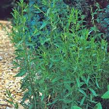 Russian Tarragon Seeds - Heirloom, Non-GMO | Artemisia dracunculoides | Zones 3-9