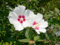 Set of 10 Unrooted Rose of Sharon Cuttings - Hibiscus syriacus (White & Purple) for Propagation