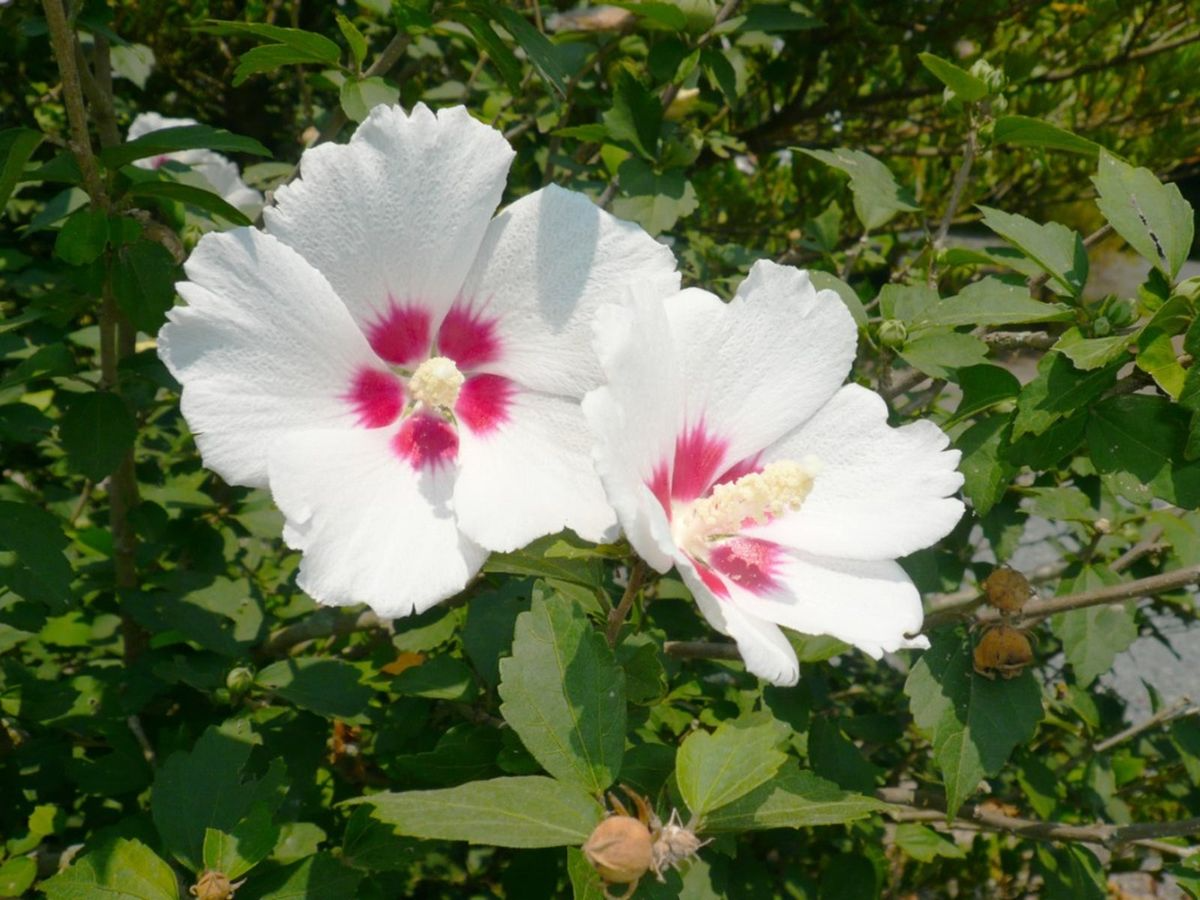 Set of 10 Unrooted Rose of Sharon Cuttings - Hibiscus syriacus (White & Purple) for Propagation
