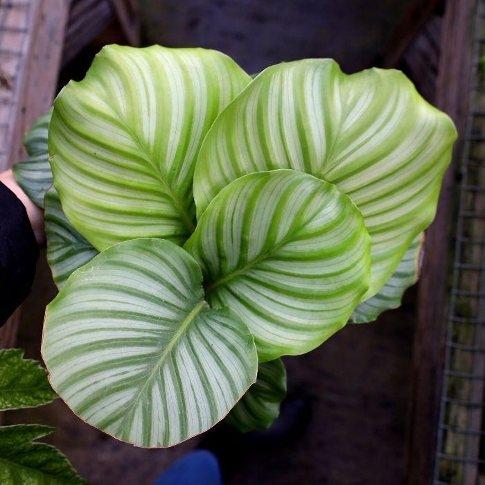 Calathea Orbifolia Seedling – 4-8” Tropical Starter Plant, Indirect Light Indoor Foliage