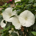 Dwarf White Rose Mallow Seeds (Hibiscus moscheutos) - 250mg | Compact Hardy Perennial