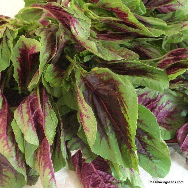 Edible Amaranth Red Stripe Leaf Seeds – Red Beauty Tricolor, 500mg for Planting