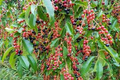 Black Cherry Tree Seeds (Prunus serotina) – 5 Seeds, Hardy Zones 3-9, Fast-Growing