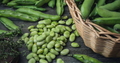 Fava Bean Seeds (Vicia faba) - 5 Seeds, Heirloom, Cool-Season Crop
