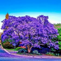 Jacaranda Fern Tree Seeds (Jacaranda mimosifolia) – Blue Flowers, Fast-Growing ornamental tree