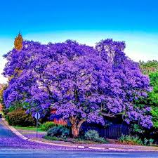 Jacaranda Fern Tree Seeds (Jacaranda mimosifolia) – Blue Flowers, Fast-Growing ornamental tree
