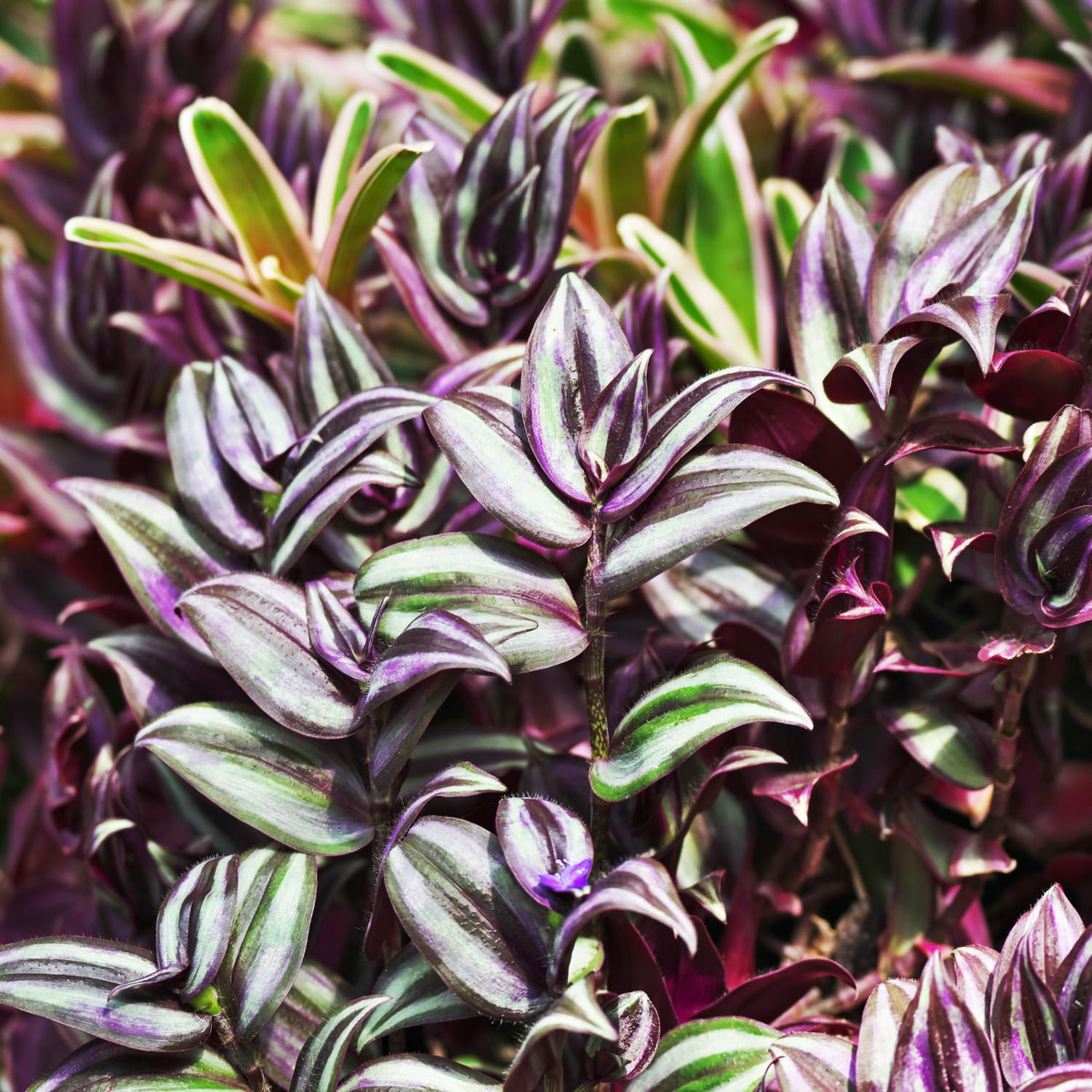 Wandering Jew (Tradescantia zebrina) – 5 Unrooted Live Cuttings (5”+)