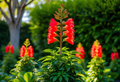 Illawarra Flame Seeds - Brachychiton acerifolius (10 Seeds) Red Flowered Bottle Tree