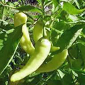 Sweet Banana Pepper Seeds - Heirloom Capsicum annuum, Mild & High-Yielding (25 Seeds)