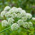 Heracleum Maximum (Cow Parsnip) Seeds – 75 Seeds for Native Wildflower Gardens