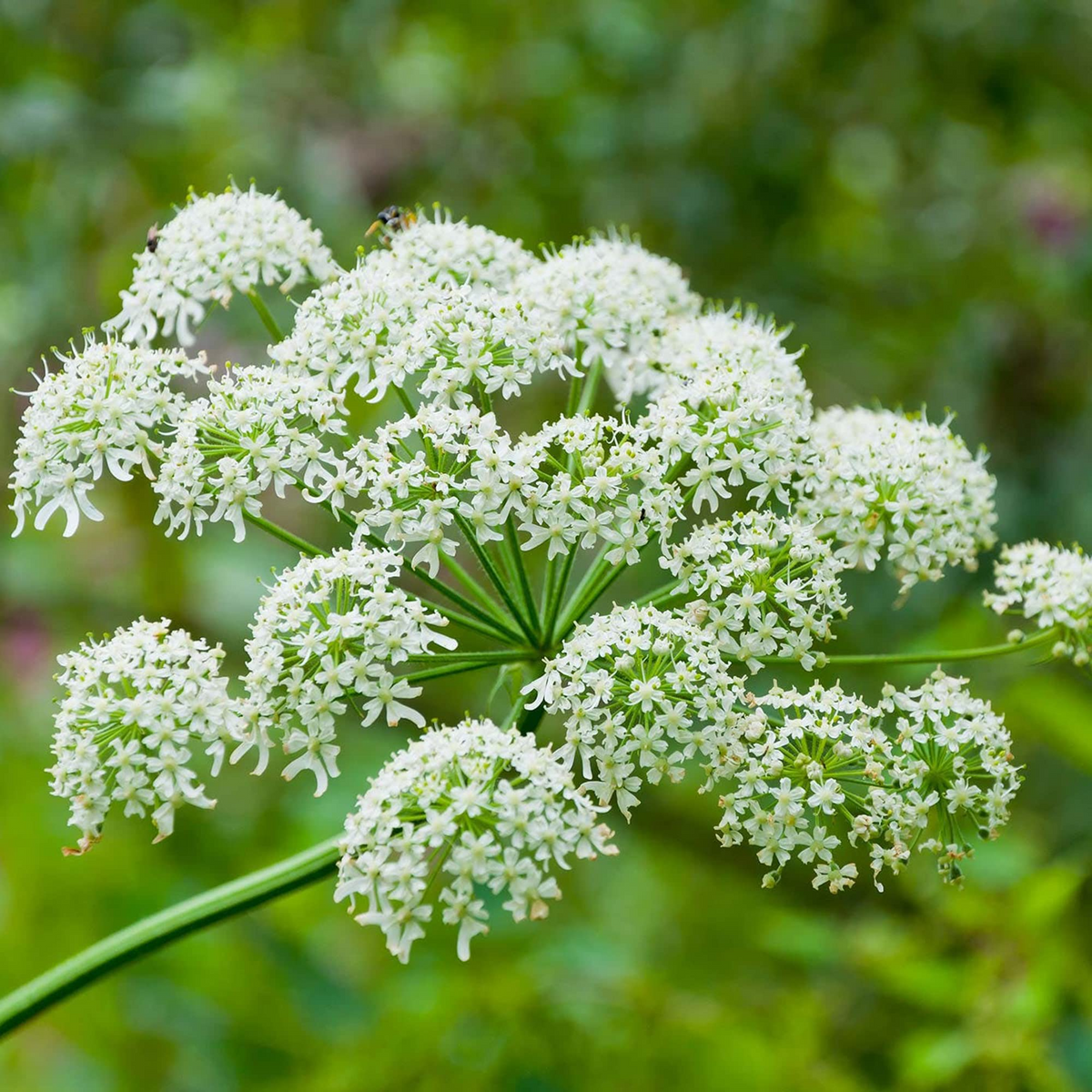 Heracleum Maximum (Cow Parsnip) Seeds – 75 Seeds for Native Wildflower Gardens