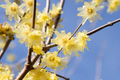 Wintersweet Tree Seeds (Chimonanthus praecox) – 10 Seeds for Planting – Fragrant Winter Blooms
