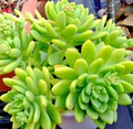 Sedum Alice Evans Cuttings - 5 Live Root Cuttings, Creamy Green Foliage