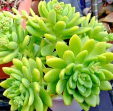 Sedum Alice Evans Cuttings - 5 Live Root Cuttings, Creamy Green Foliage